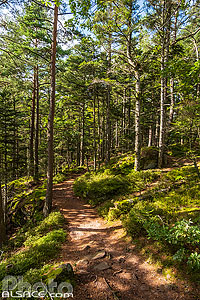 Photo : Sentier de randonnée le long du Mur Païen, La Bloss, Barr, Bas-Rhin (67)