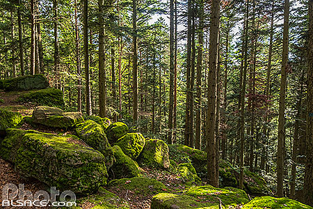 Photo : Sentier de randonnée le long du Mur Païen, La Bloss, Barr, Bas-Rhin (67)