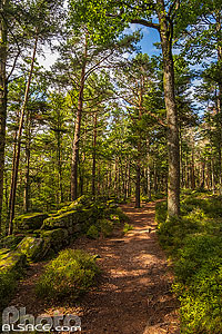 Photo : Sentier de randonnée le long du Mur Païen, La Bloss, Barr, Bas-Rhin (67)