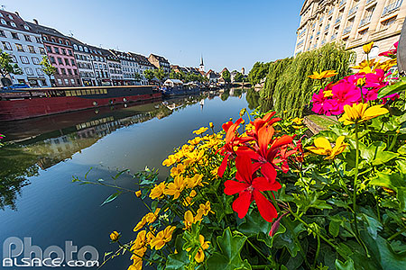 Photo : Fleurs du pont Royal et l'Ill, Strasbourg, Bas-Rhin (67), Alsace, France