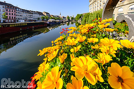 Photo : Fleurs du pont Royal et l'Ill, Strasbourg, Bas-Rhin (67), Alsace, France