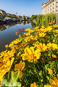 Photo : Fleurs du pont Royal et l'Ill, Strasbourg, Bas-Rhin (67), Alsace, France