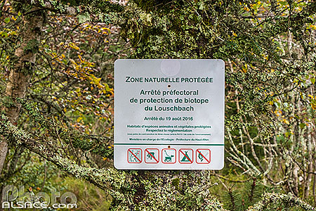 Photo : Zone naturelle protégée biotope du Louschbach, Parc naturel régional des Ballons des Vosges, Haut-Rhin (68)