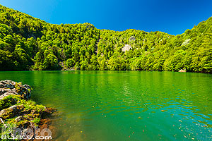 Photo : Le Lac des Perches (Sternsee) au printemps, Rimbach-près-Masevaux, Parc naturel régional des Ballons des Vosges, Haut-Rhin (68)