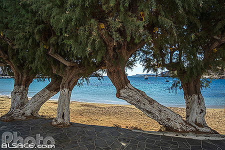 Photo : Arbres sur la plage de Faros, Sifnos, Archipel des Cyclades, Grèce, Égée-Méridionale, Grèce